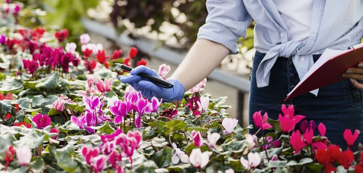 Be careful: which flowers for the garden are actually poisonous
