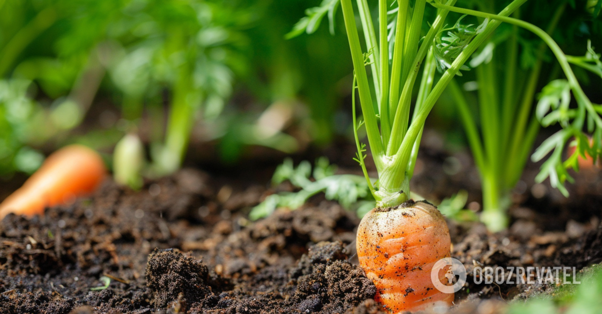 How to grow carrots quickly: a proven way