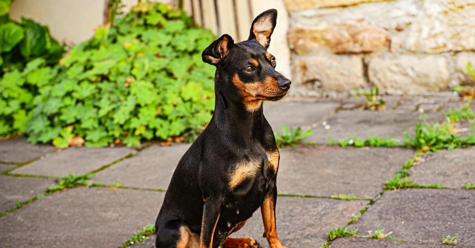 Все о породе миниатюрный пинчер