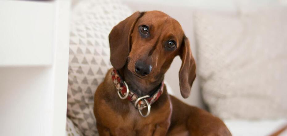 Все о породе такса