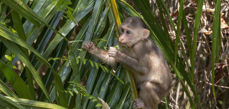 Where to buy a monkey in Ukraine