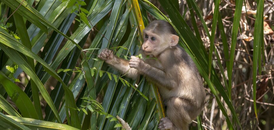 Where to buy a monkey in Ukraine