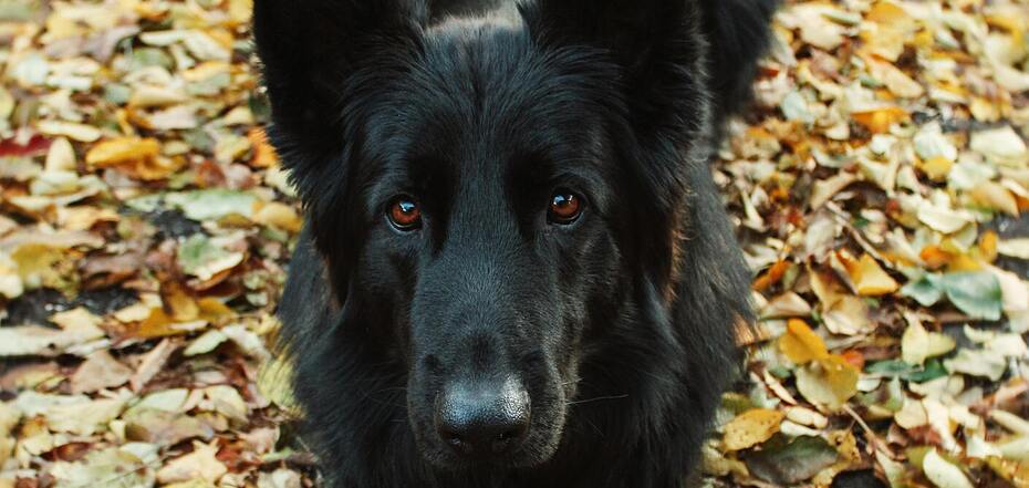Все о породе грюнендаль