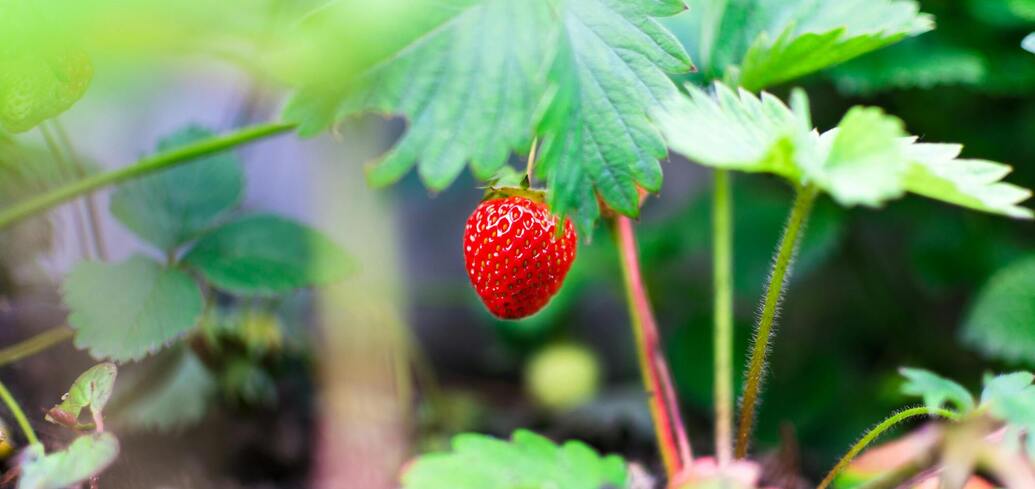 Когда стоит сажать клубнику в 2024 году