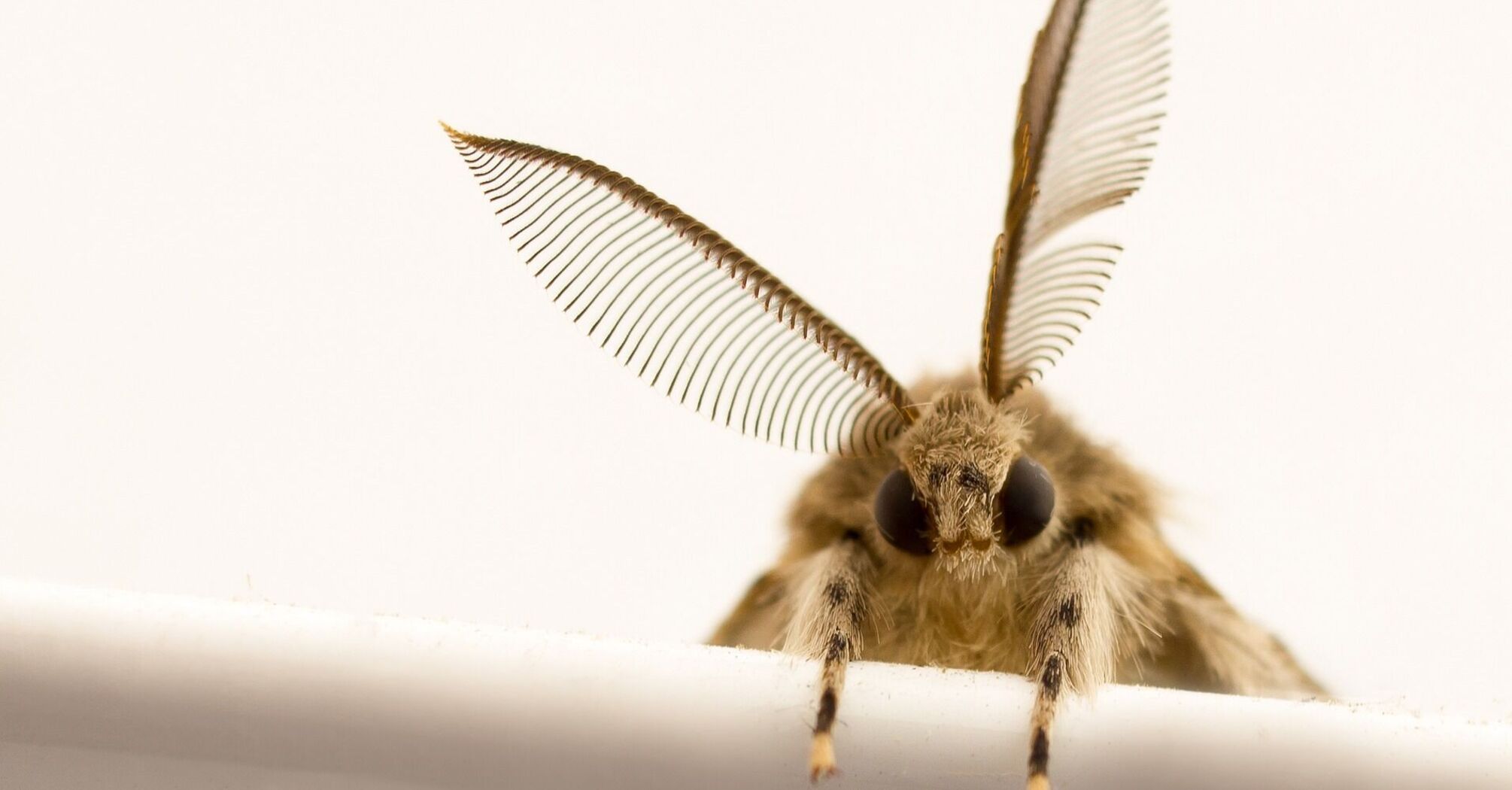 How to get rid of moths in the house: natural and chemical methods