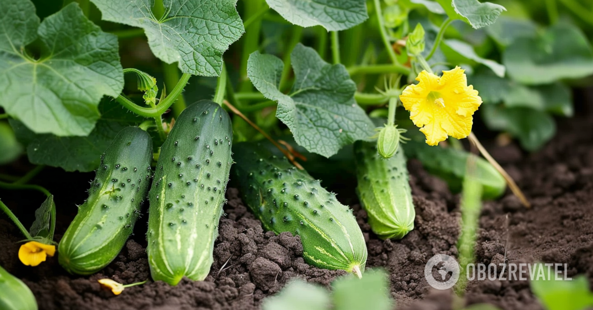 How to grow very juicy cucumbers: secrets of summer residents
