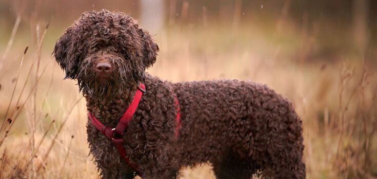 Как ухаживать дома за итальянской "трюфельной собачкой" Lagotto Romagnolo: советы