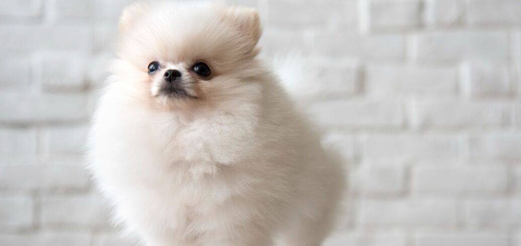 Все о померанском шпице