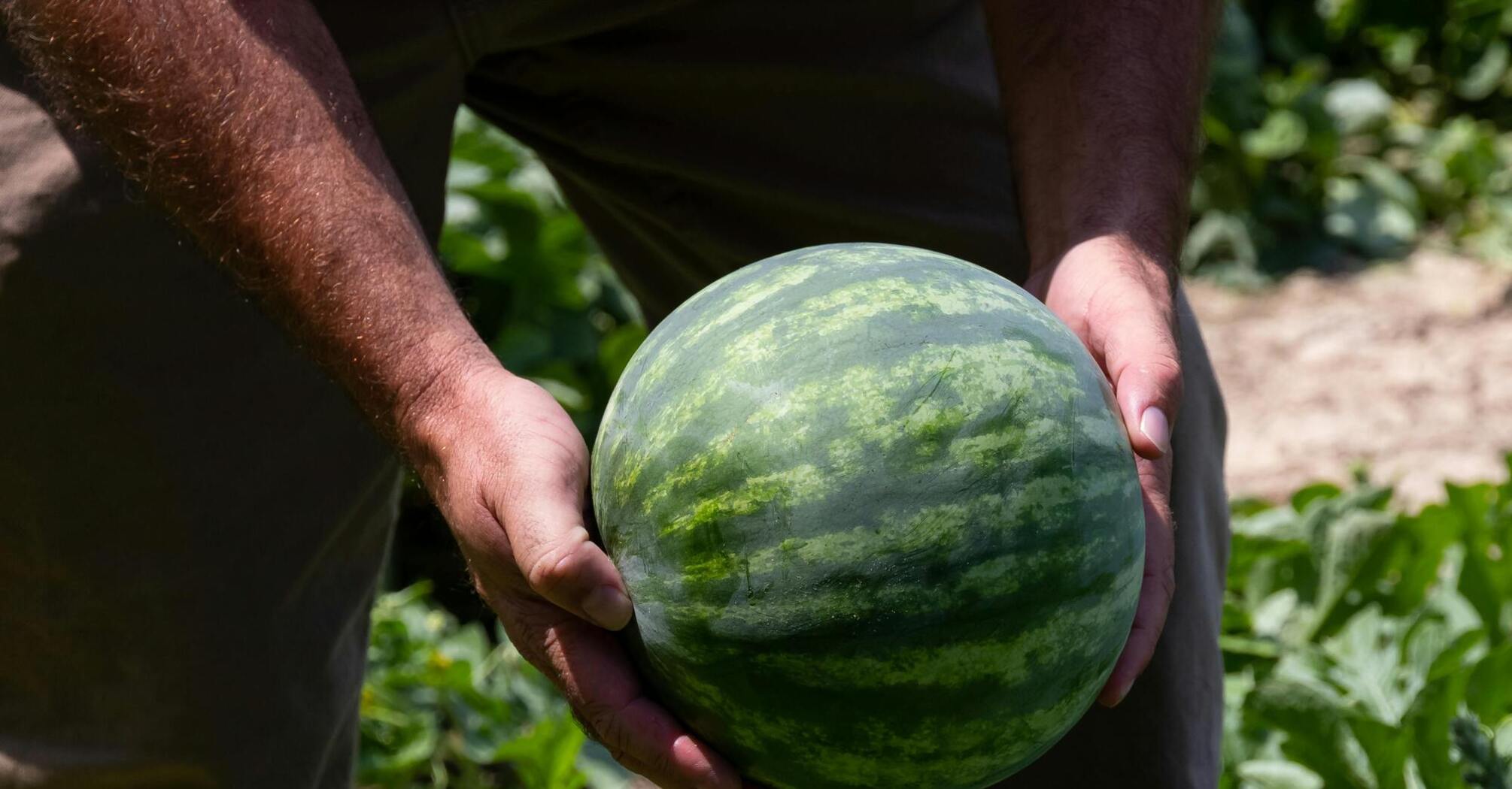 Як удобрити кавуни і дині