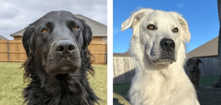 In the United States, a black dog turned white in 2 years due to "Michael Jackson's disease". Photo
