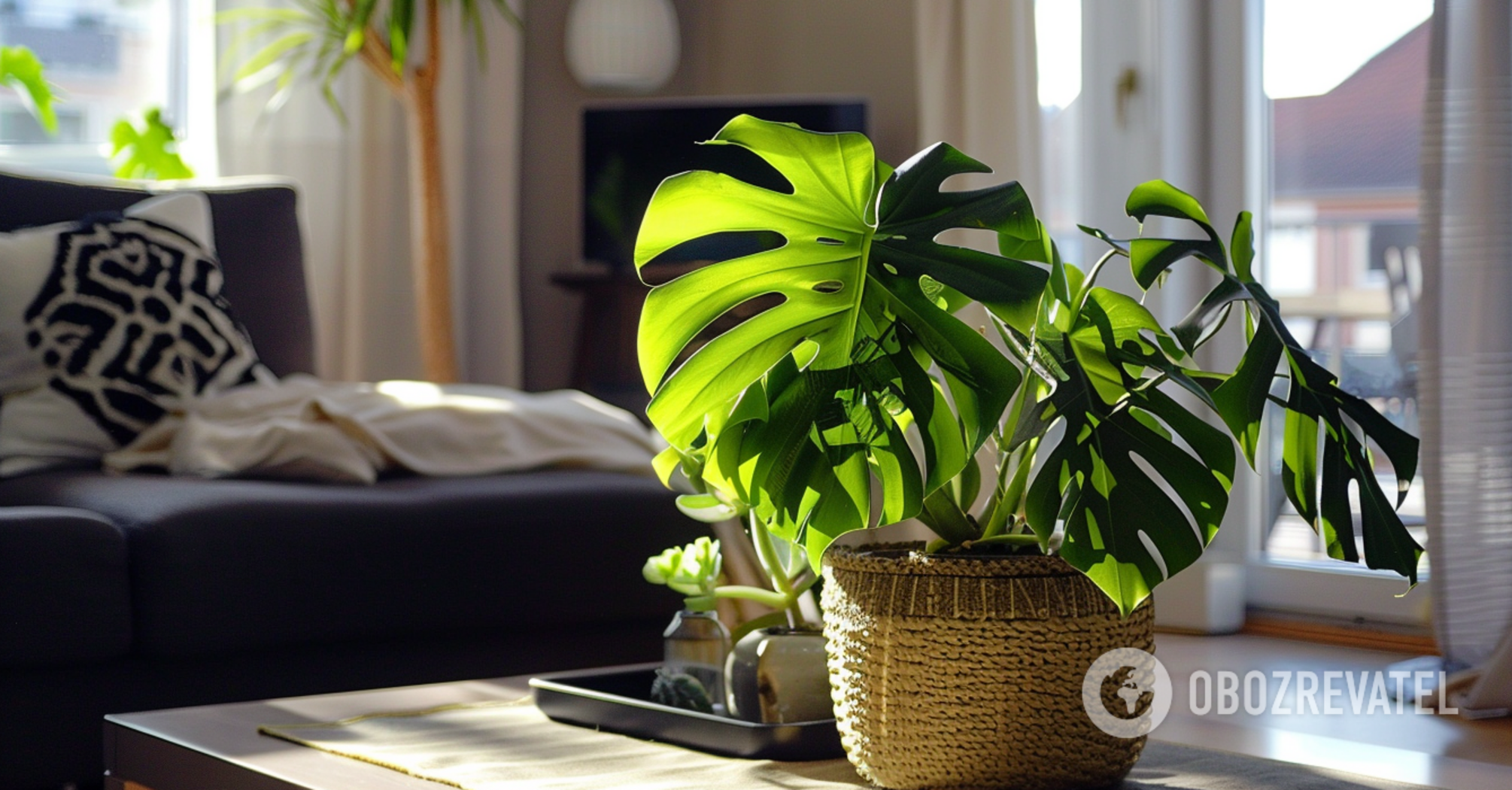 How to accelerate the growth of indoor plants: a little-known trick