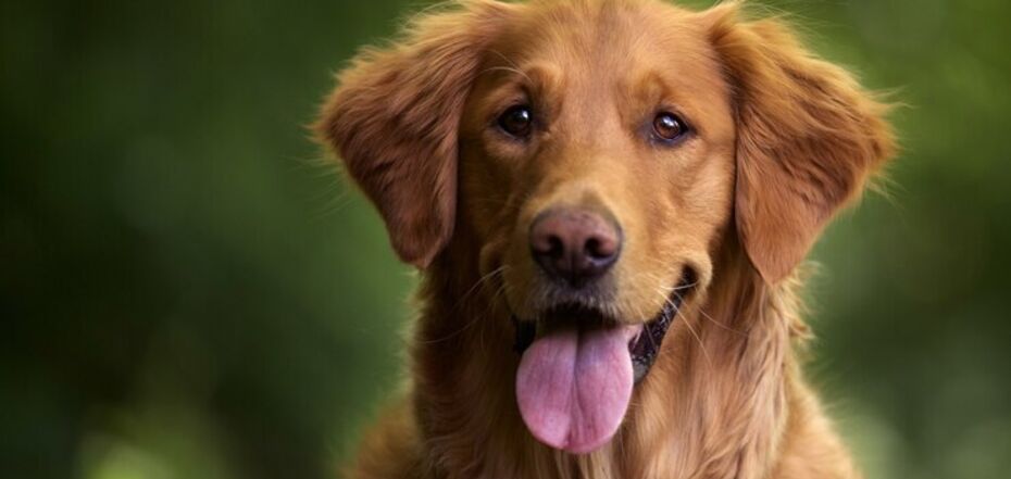 Як доглядати за собакою вдома