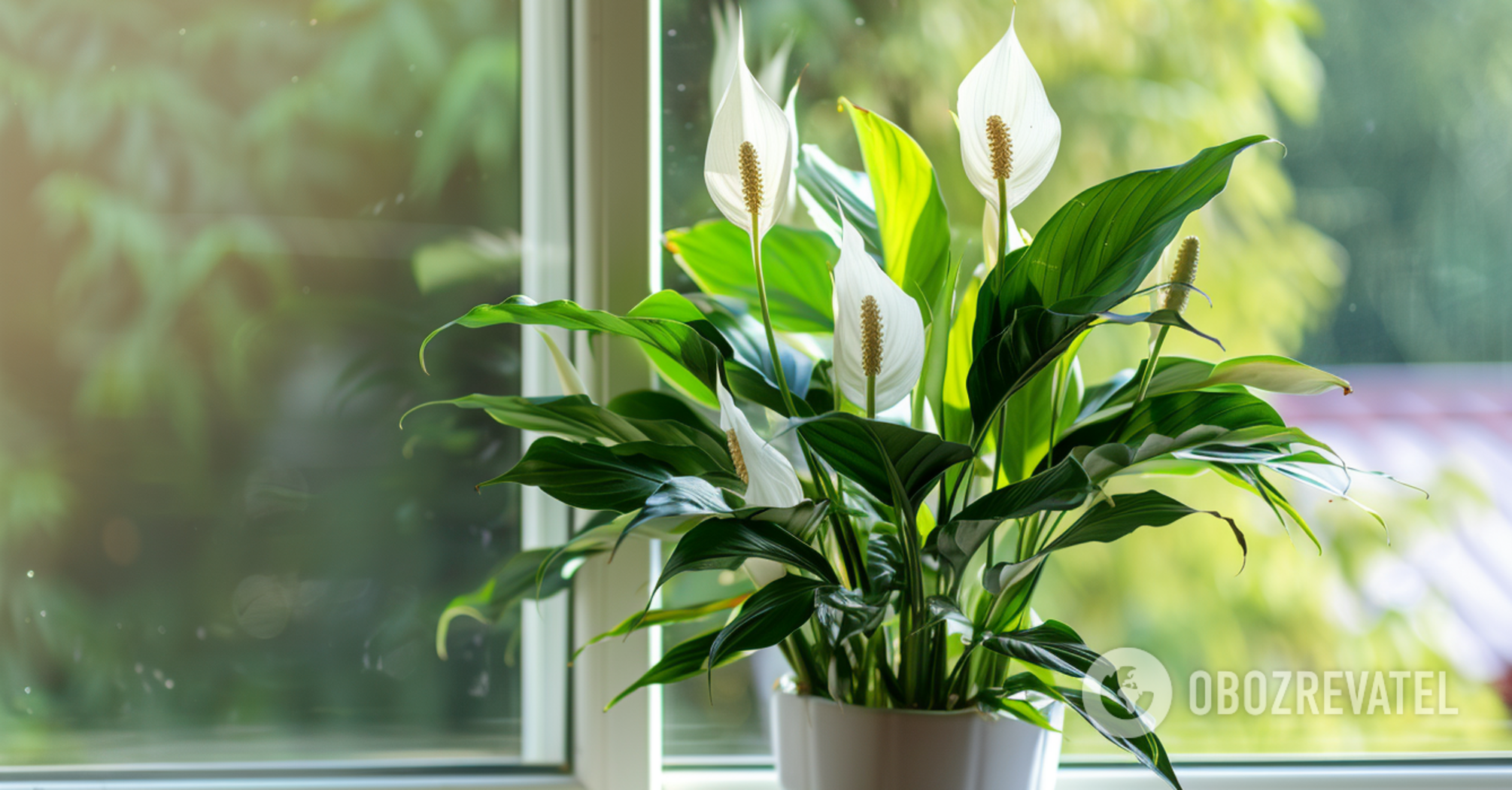 Why spathiphyllum does not bloom: experts describe all the reasons