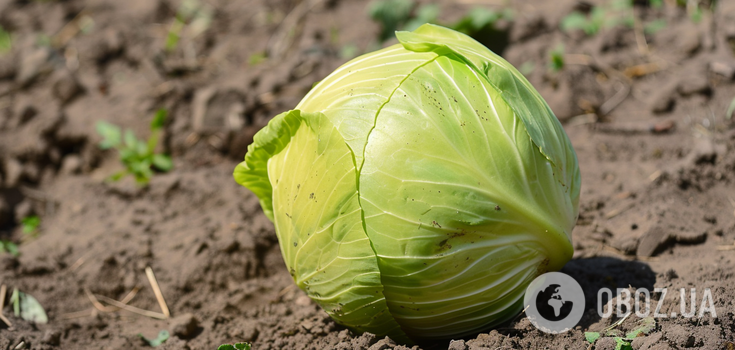 Don't miss the moment: how to fertilize cabbage for a rich harvest