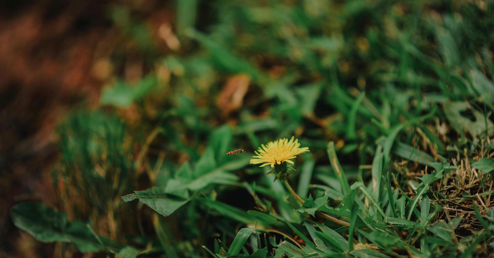 Як позбутись кульбаб