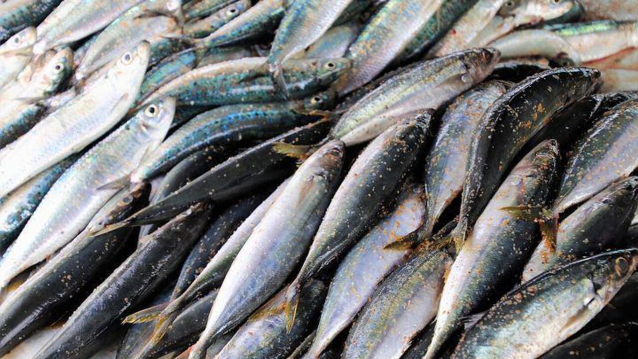 Not only pickled: how to make a budget mackerel spread on bread