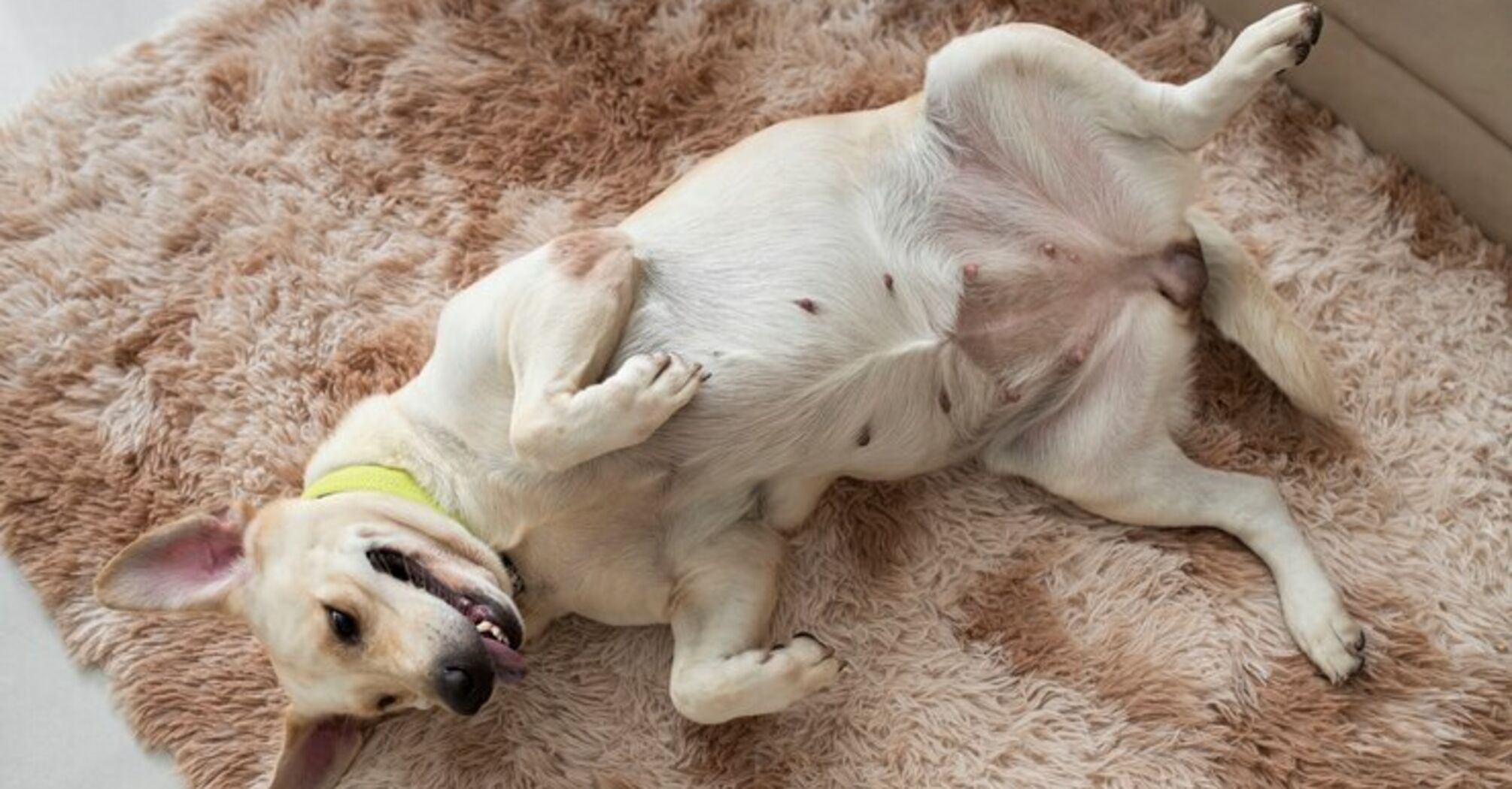 Як позбутися бліх у собаки