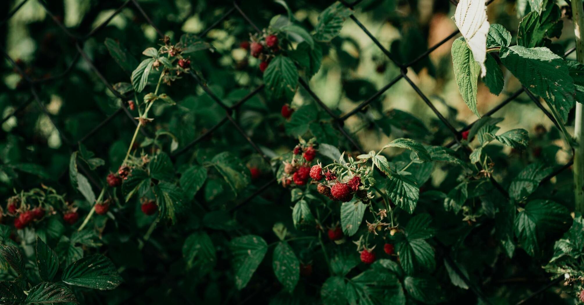 Що посадити біля малини, щоб вона не розросталась