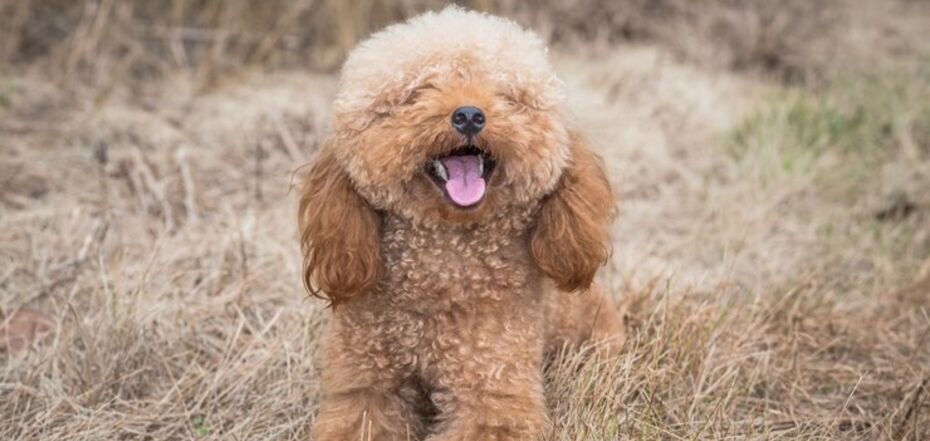 Як доглядати за пуделем