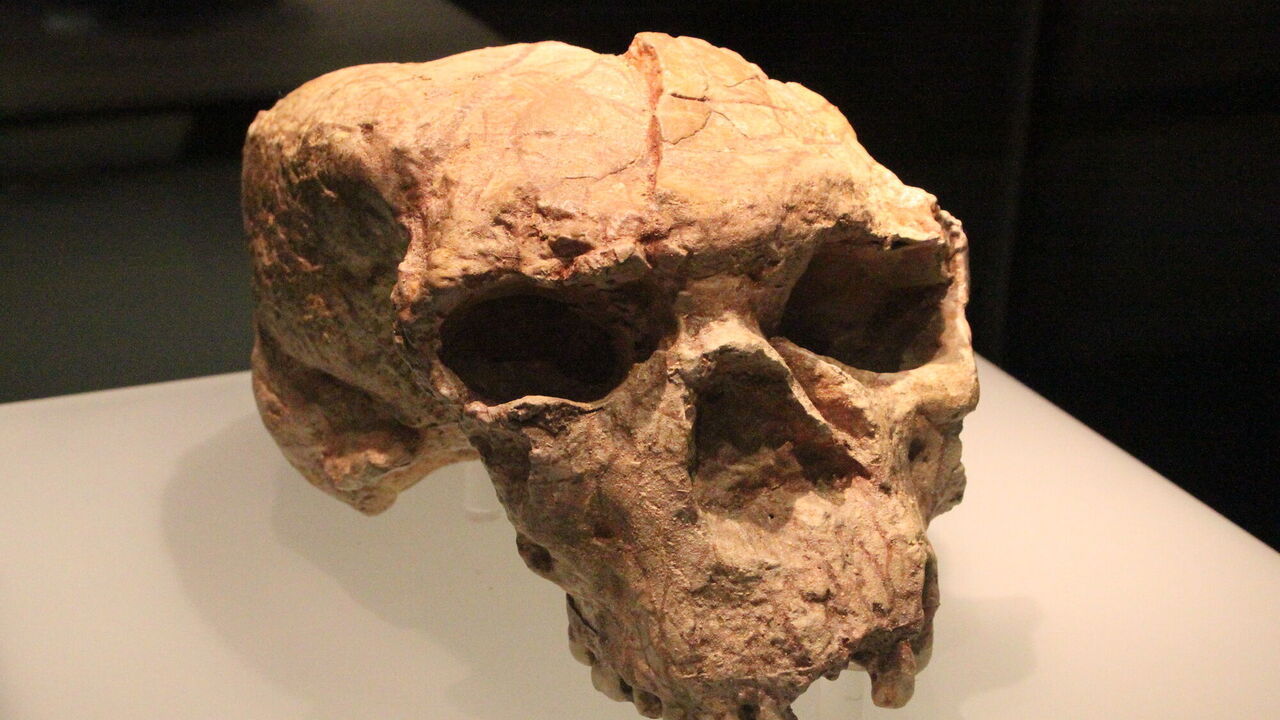 The skull found in China may belong to the "Dragon Man" who lived a million years ago. Photo