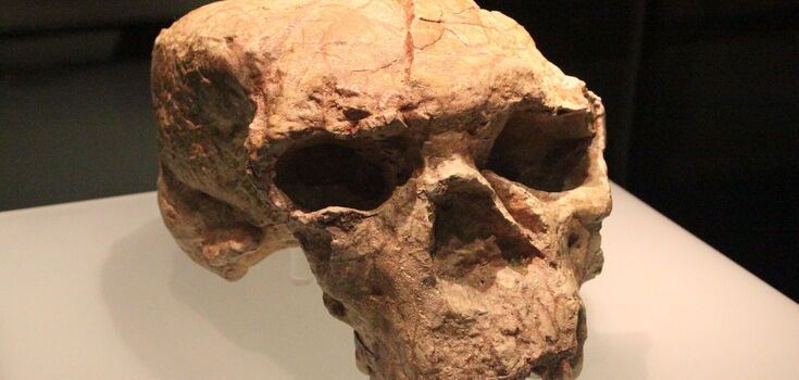 The skull found in China may belong to the "Dragon Man" who lived a million years ago. Photo