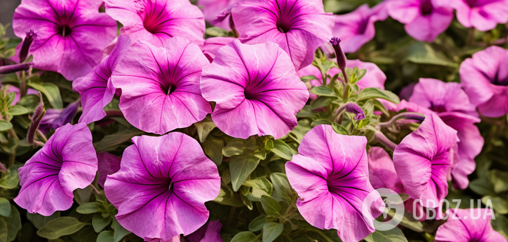 It will be a decoration of the yard: how to save petunia from yellowing and diseases
