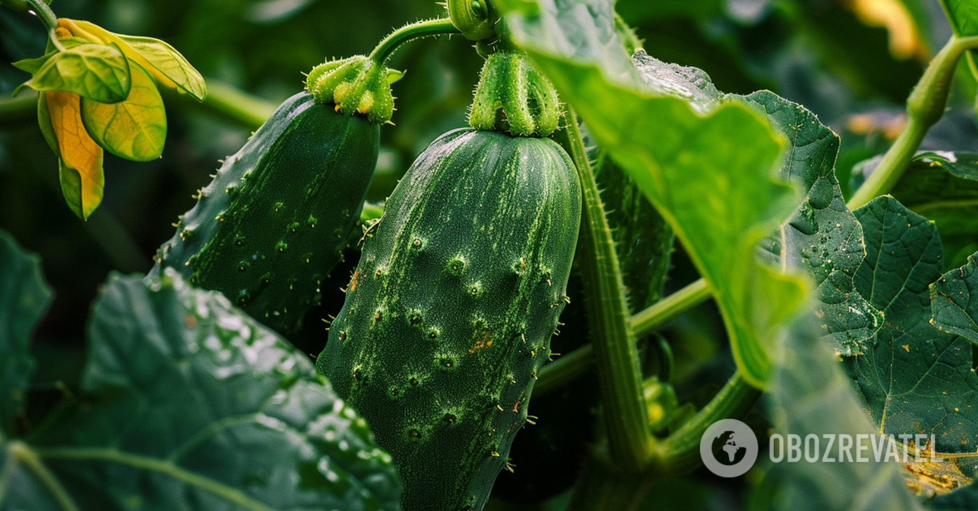 If there is very little space: three unusual ways to grow cucumbers
