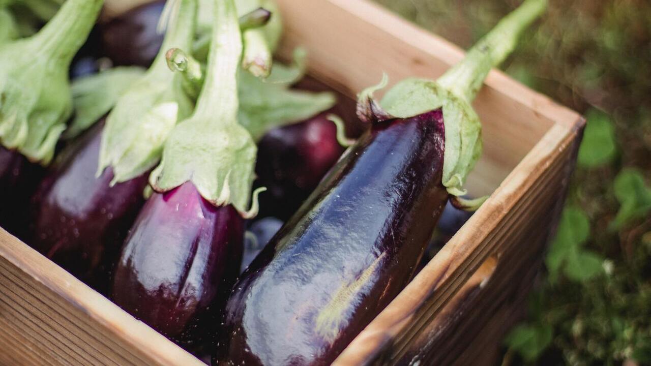 How to bake eggplants quickly: a simple appetizer option