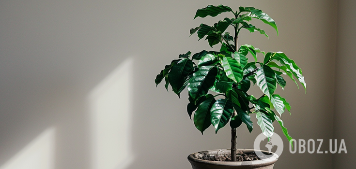 Brings happiness and the realization of desires in the house: how to grow a coffee tree at home