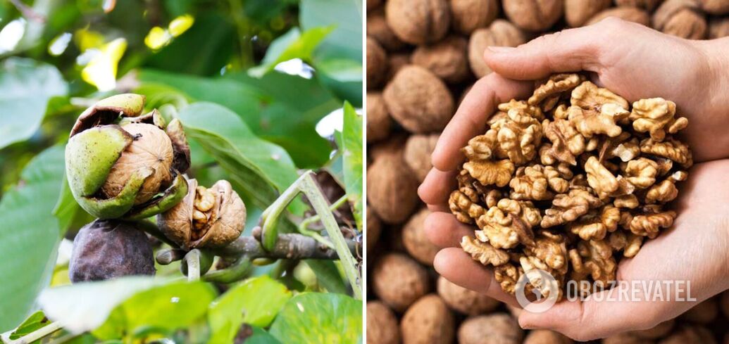 How many nuts can you eat daily - nutritionist - health benefits of walnuts