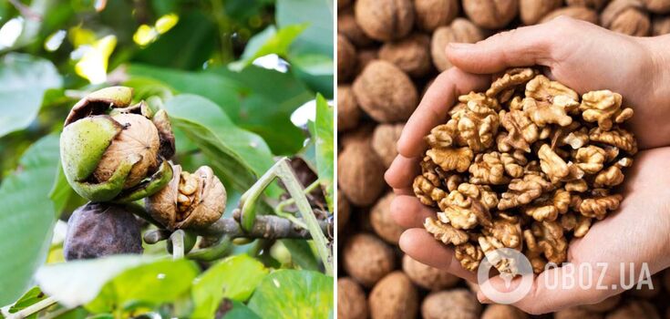 How many walnuts can you eat every day: nutritionist named the optimal amount for health