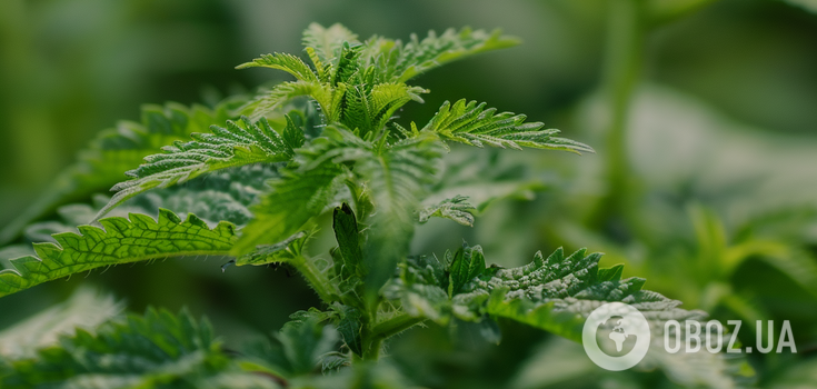 A real growth stimulant: how to make nettle fertilizer at home