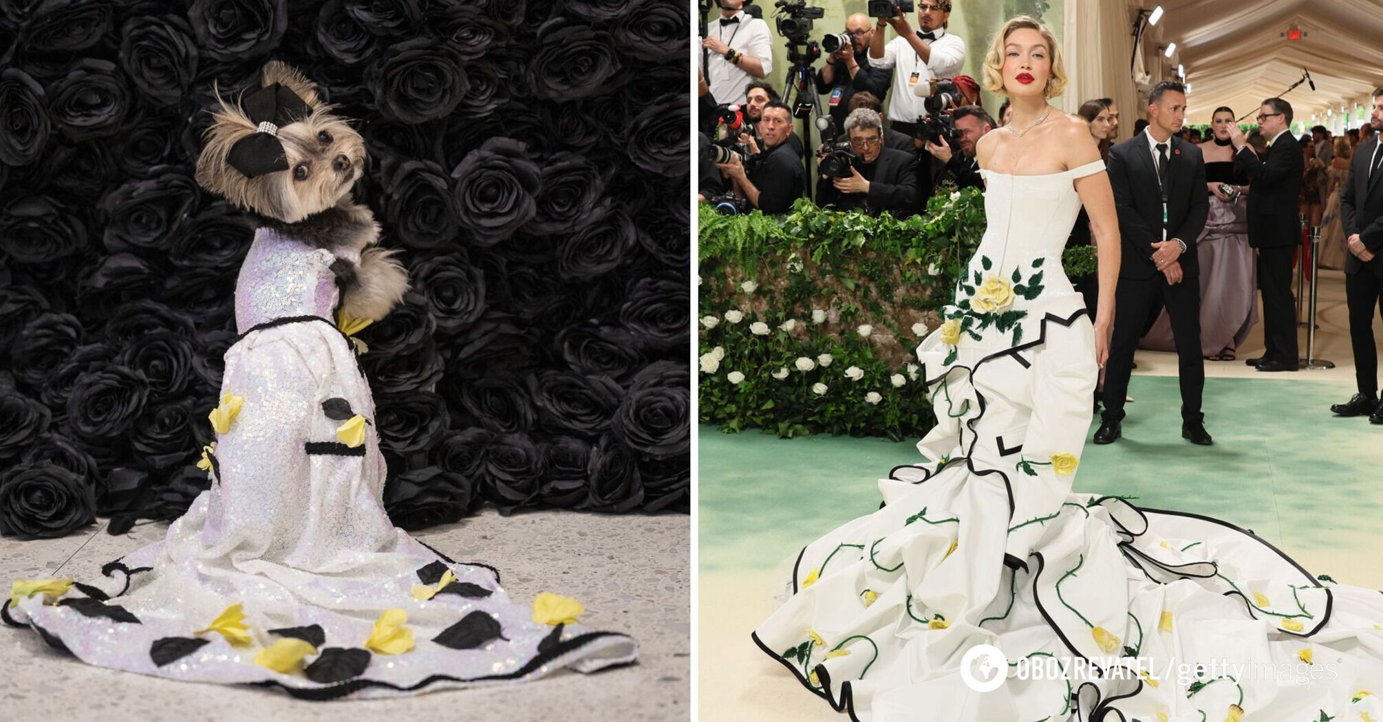 Dogs repeated the images of the stars of the Met Gala 2024. A selection of photos that will cheer you up