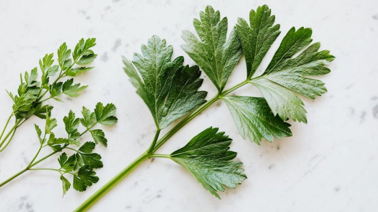 How to freeze herbs whole and why you need foil: secrets