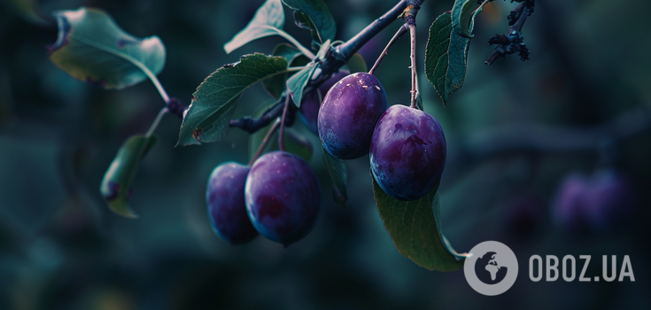 How to properly feed a plum: there will be twice as many fruits