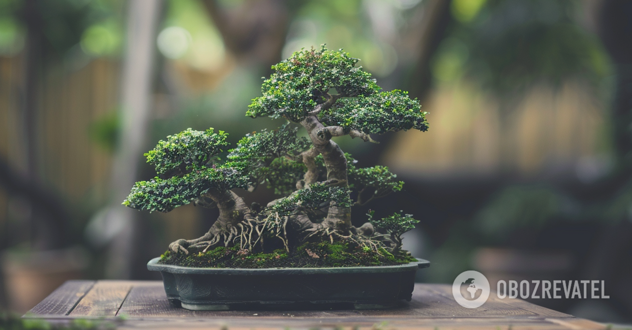 How to care for a bonsai: simple tips for beginners