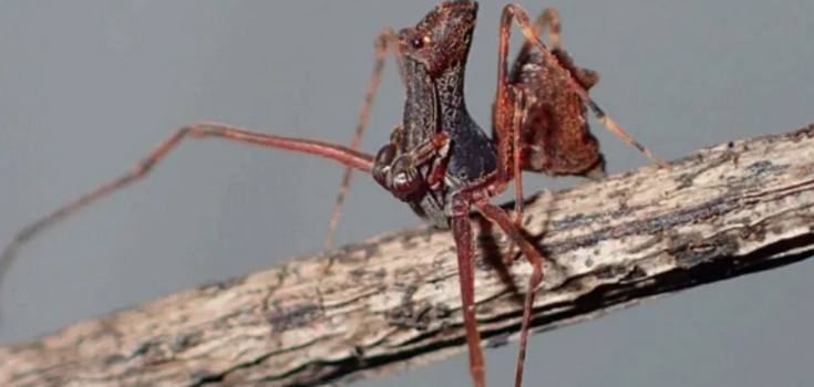A new species of "killer spiders" with huge legs that can bend was discovered in Australia