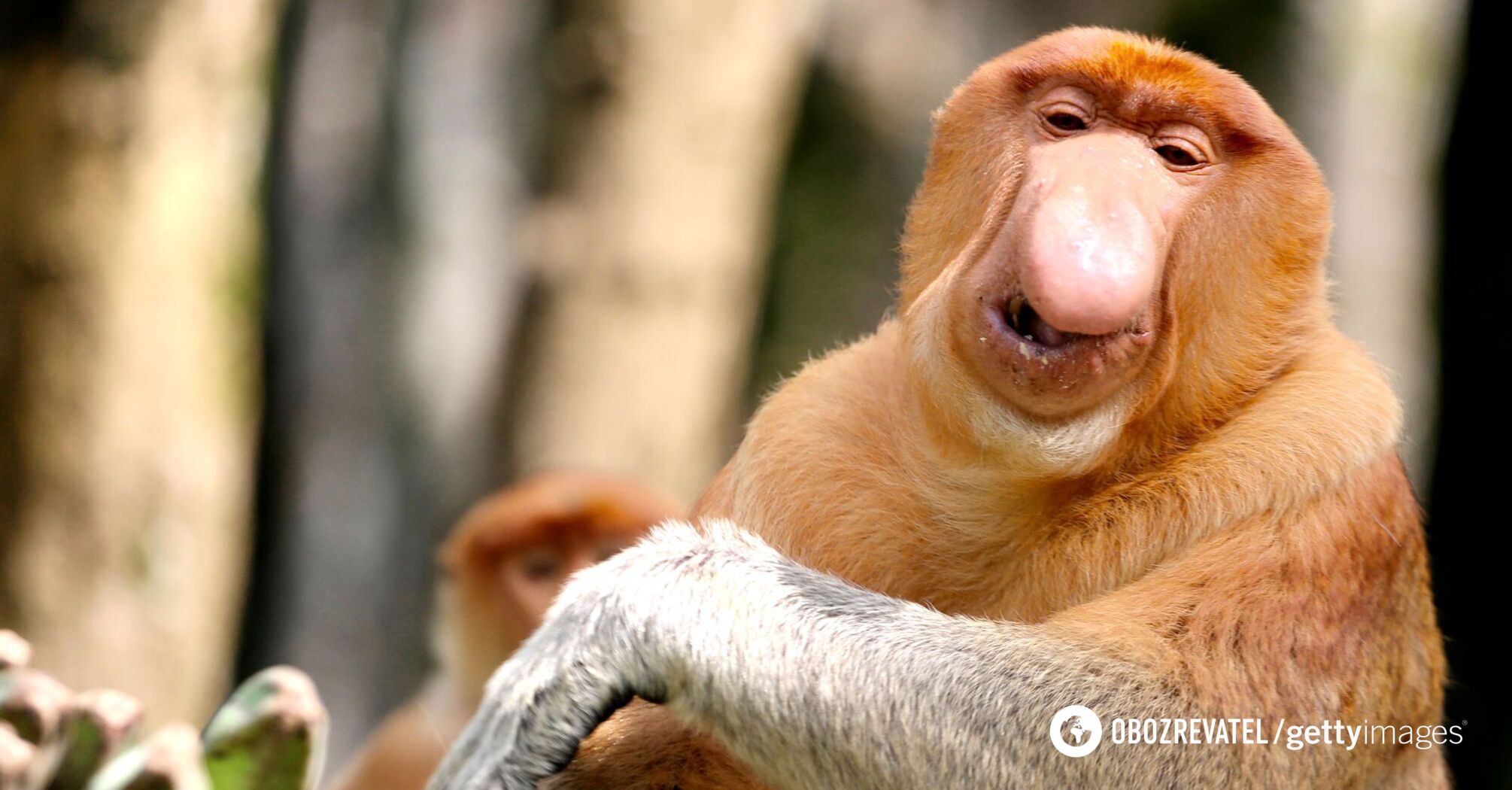 Scientists have solved the mystery of the "ugliest animals in the world": why they have such giant noses. Photo