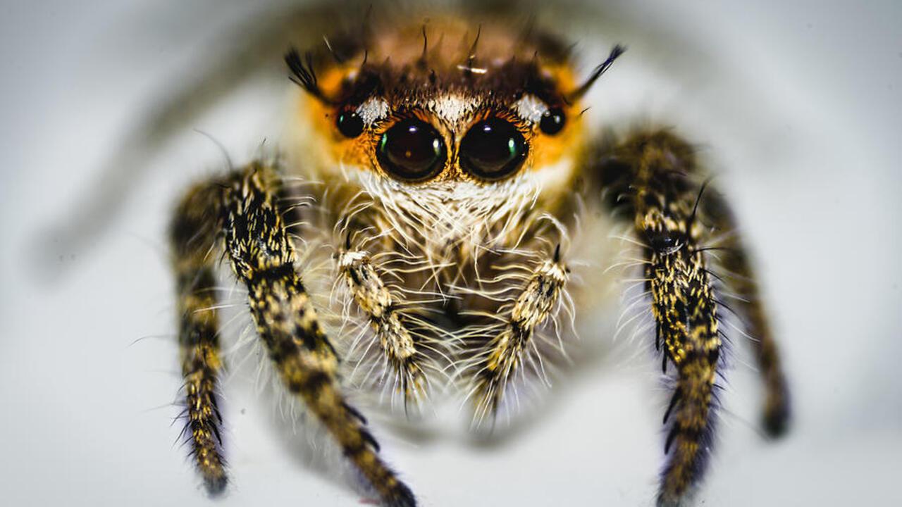 "I've never seen anything like it before". New species of tiny jumping spiders discovered in the UK