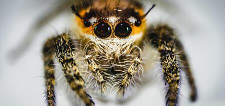 'Nigdy wcześniej czegoś takiego nie widziałem'. Nowy gatunek małych pająków skaczących odkryty w Wielkiej Brytanii