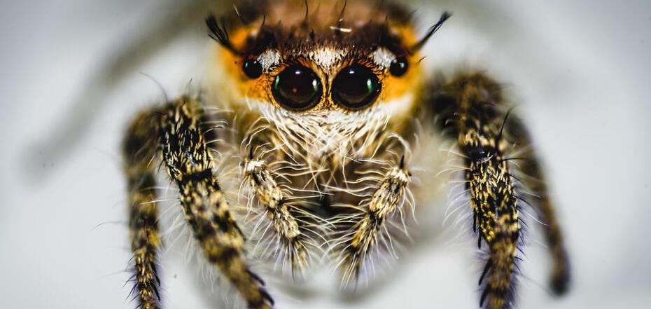 'I've never seen anything like it before'. New species of tiny jumping spiders discovered in the UK
