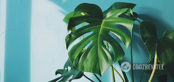 How to propagate a monstera: proven methods