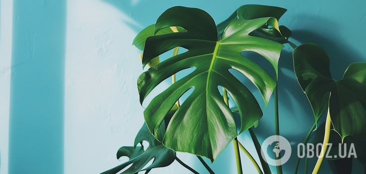 How to propagate a monstera: proven methods