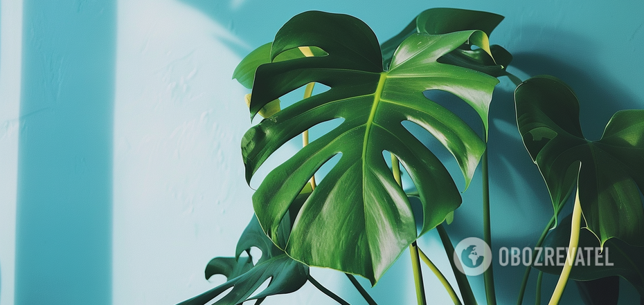 How to propagate a monstera: proven methods