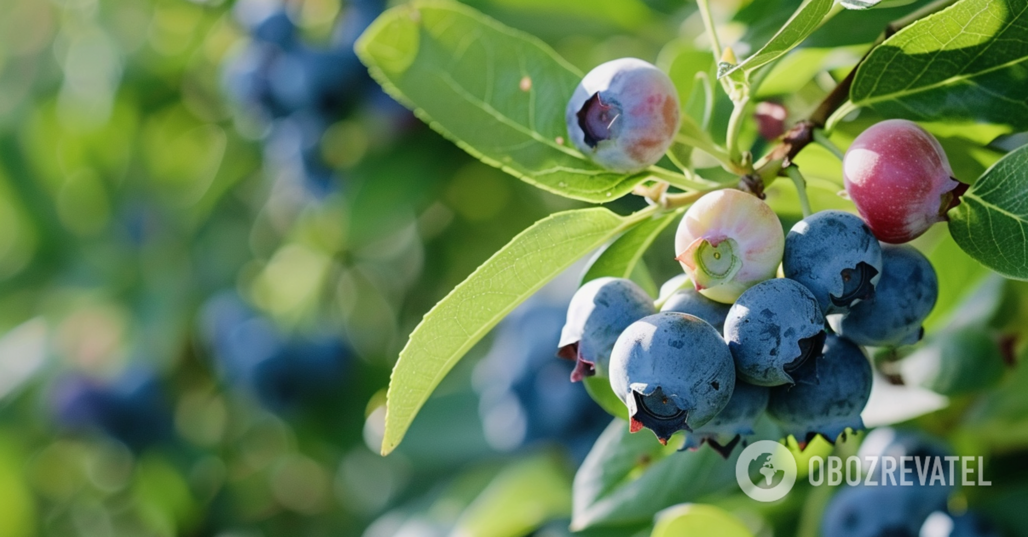 How to grow blueberries in your own garden: complete instructions