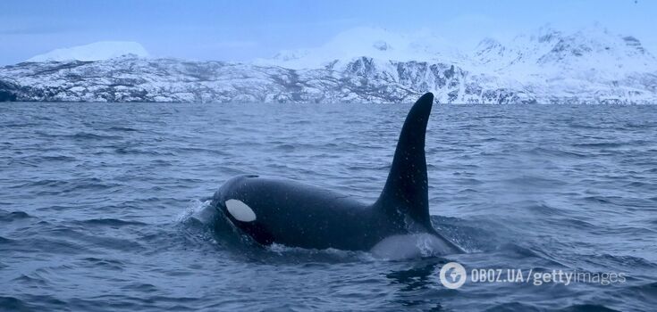It has been revealed why killer whales attack boats and sink luxury yachts. Unexpected results of the study