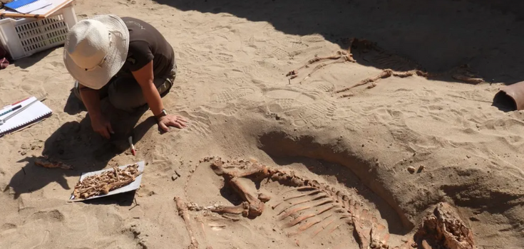 Among the graves of cats, dogs and monkeys. Letters written by ancient Roman generals found in a pet cemetery in Egypt