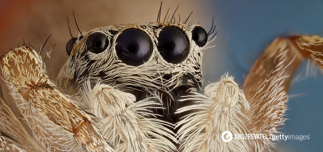 Scientists explain why spiders have as many as 8 eyes