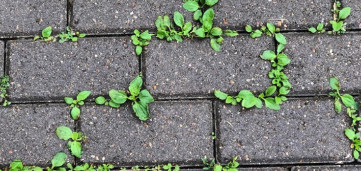 An easy way to get rid of weeds on paving stones: how to do without chemicals