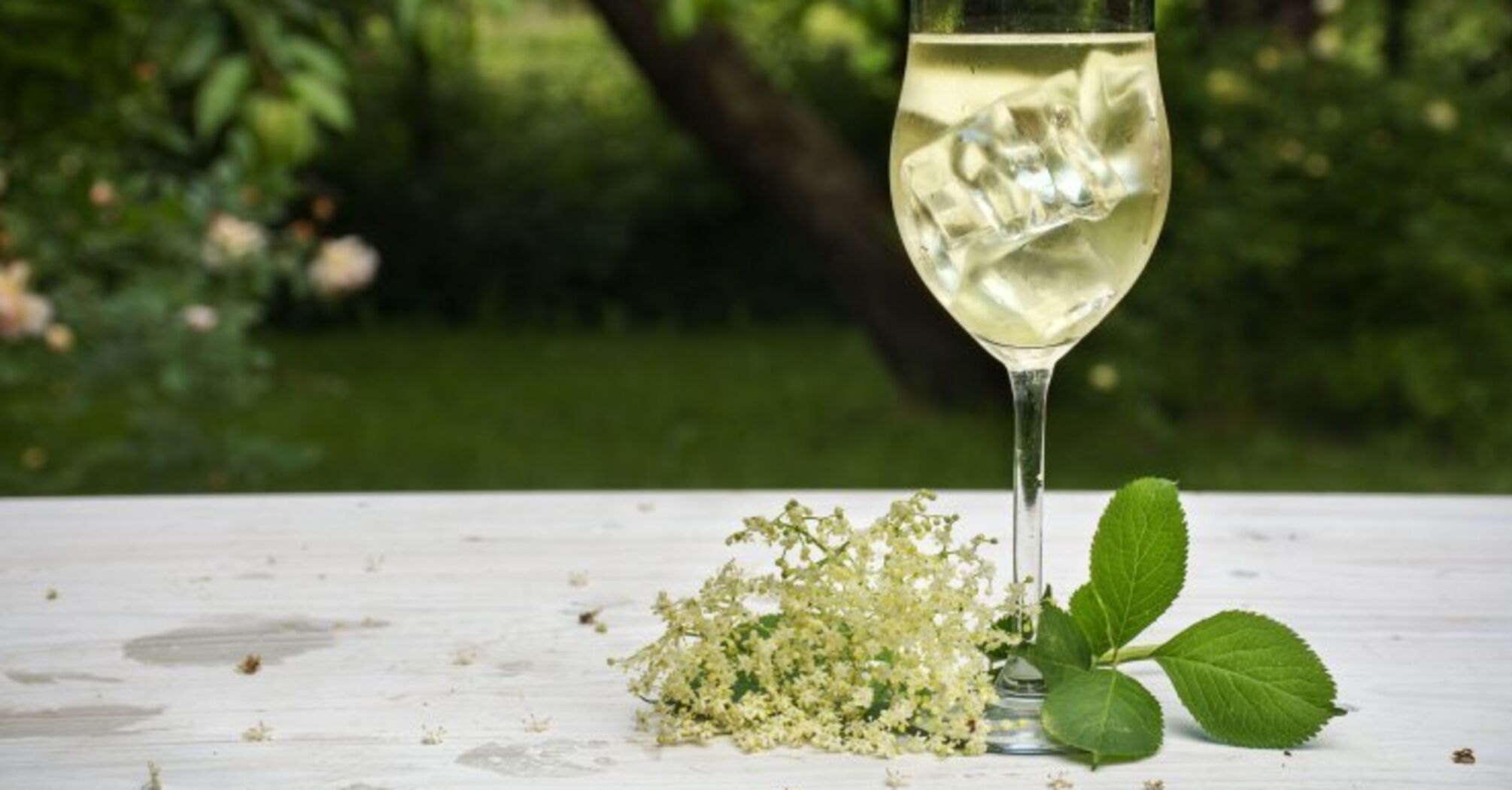 Budget homemade elderberry champagne: how to make it right